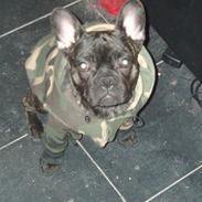 Fransk bulldog Hannibal