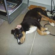 Blanding af racer Maggie