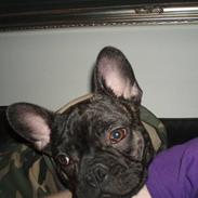 Fransk bulldog Hannibal