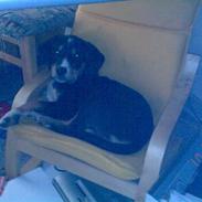 Blanding af racer Maggie