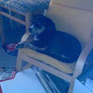 Blanding af racer Maggie