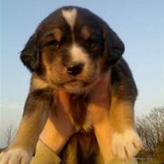 Blanding af racer Maggie