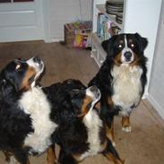 Berner sennenhund vigdis