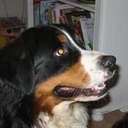 Berner sennenhund vigdis