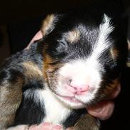 Berner sennenhund vigdis