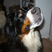Berner sennenhund vigdis