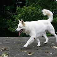 Hvid Schweizisk Hyrdehund Zero