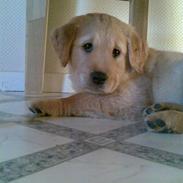 Golden retriever Basse