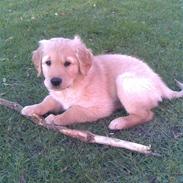 Golden retriever Basse