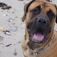 Mastiff Budda R.I.P.