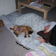 Mastiff Budda R.I.P.