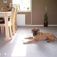 Mastiff Budda R.I.P.