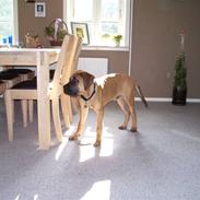 Mastiff Budda R.I.P.