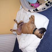 Mastiff Budda R.I.P.