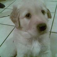 Golden retriever Basse