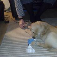 Golden retriever Basse