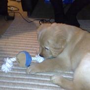 Golden retriever Basse