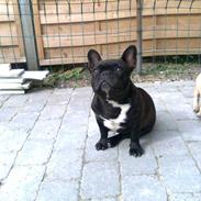Fransk bulldog Lilo *RIP*
