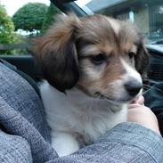 Blanding af racer nico