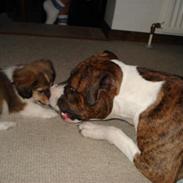 Blanding af racer nico