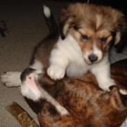 Blanding af racer nico