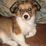 Blanding af racer nico