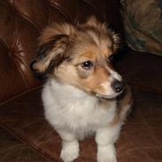 Blanding af racer nico