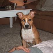 Amerikansk staffordshire terrier jessie