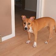 Amerikansk staffordshire terrier jessie