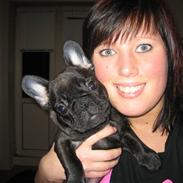 Fransk bulldog Bacardi