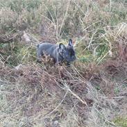 Fransk bulldog Bacardi