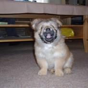 Blanding af racer Balou