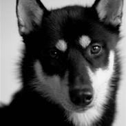 Siberian husky Vuffi (død)