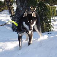 Siberian husky Vuffi (død)