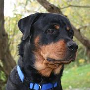 Rottweiler Kenzo