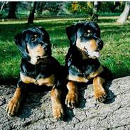 Rottweiler Kenzo