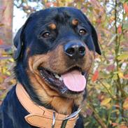 Rottweiler Kenzo