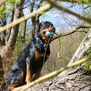 Rottweiler Kenzo