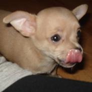 Chihuahua chanel