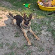 Schæferhund Bianca