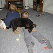 Schæferhund Bianca