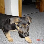 Schæferhund Bianca