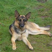 Schæferhund Bianca