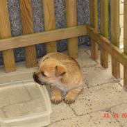 Cairn terrier Rocky