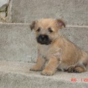 Cairn terrier Rocky