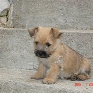 Cairn terrier Rocky