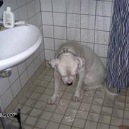 Amerikansk bulldog Bandit  R.I.P