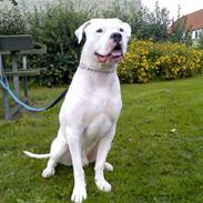 Amerikansk bulldog Bandit  R.I.P