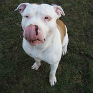 Amerikansk staffordshire terrier Fuji