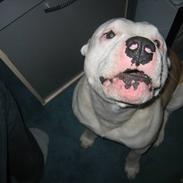 Amerikansk staffordshire terrier Fuji